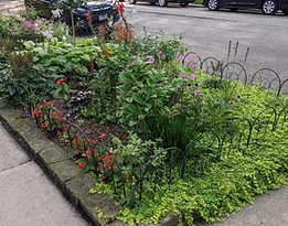 2025 Aug Koi Garden 6