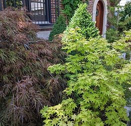 2025 Aug Koi Garden 4