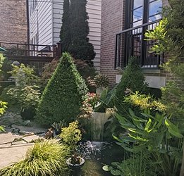 2025 Aug Koi Garden 1