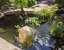 2025 Aug Koi Garden 2