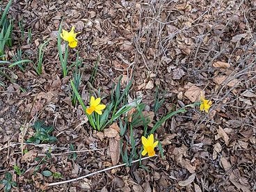 ROS Daffodils 1