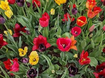 2024 Tulips CBG