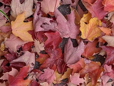 Fall Leaves